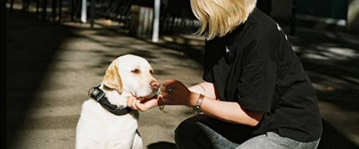 Understanding Reactive Dogs and the Role of Group Training Classes