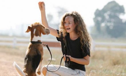 Unique Methods of Dog Training: Exploring Innovative Techniques