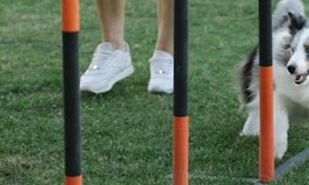 How to Become a Master Dog Whisperer