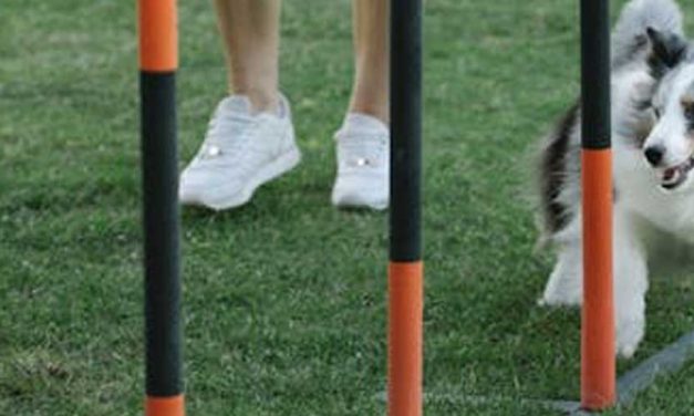 How to Become a Master Dog Whisperer