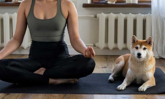 Dog Yoga: The Perfect Harmony of Mind, Body, and Paws
