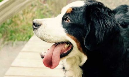 Behind the Scenes: The Unsung Heroes of Hollywood Dog Breeds