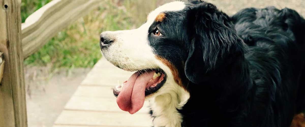 Behind the Scenes: The Unsung Heroes of Hollywood Dog Breeds