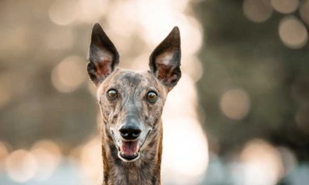 Dogs in Sport: A Journey Through the Generations