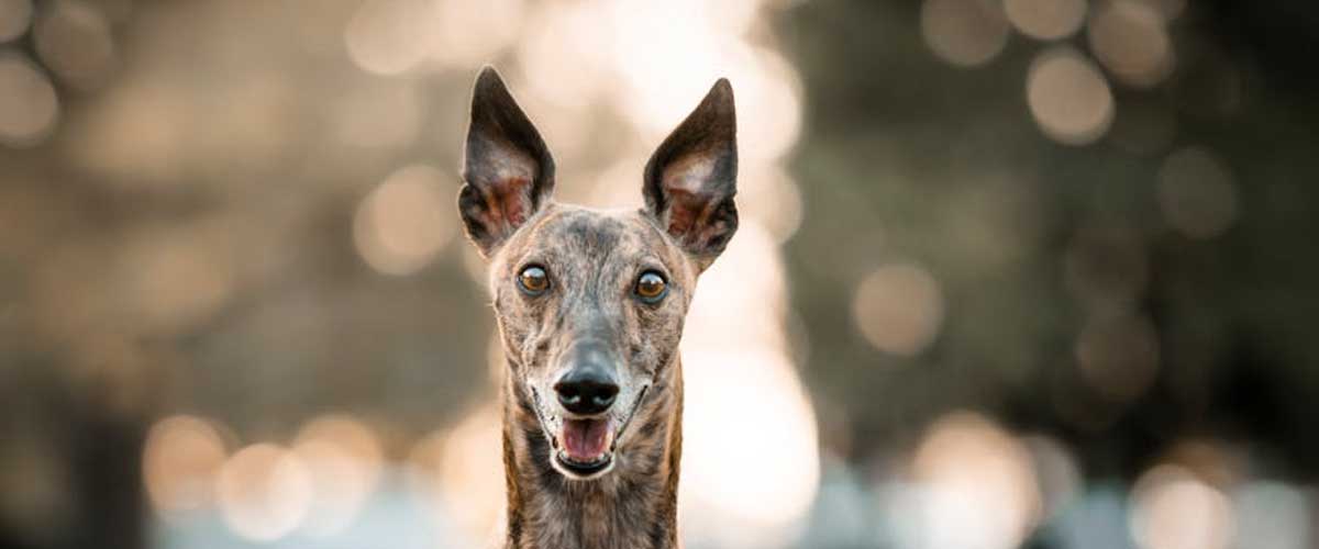 Dogs in Sport: A Journey Through the Generations