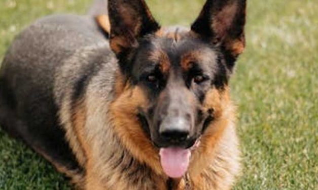 Dogs on Television: Icons of the Screen