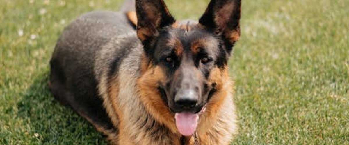 Dogs on Television: Icons of the Screen