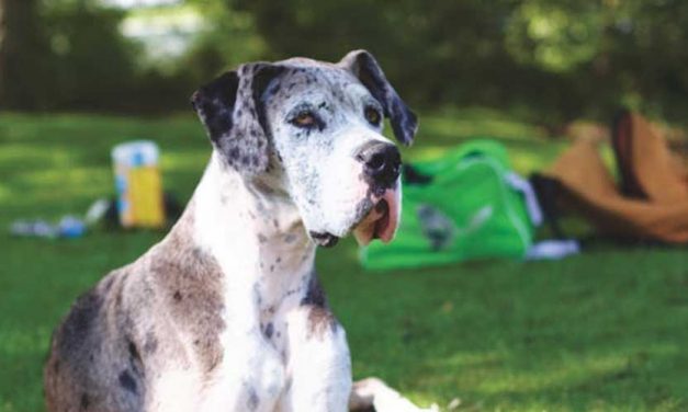 Understanding Natural Dominance in Dogs