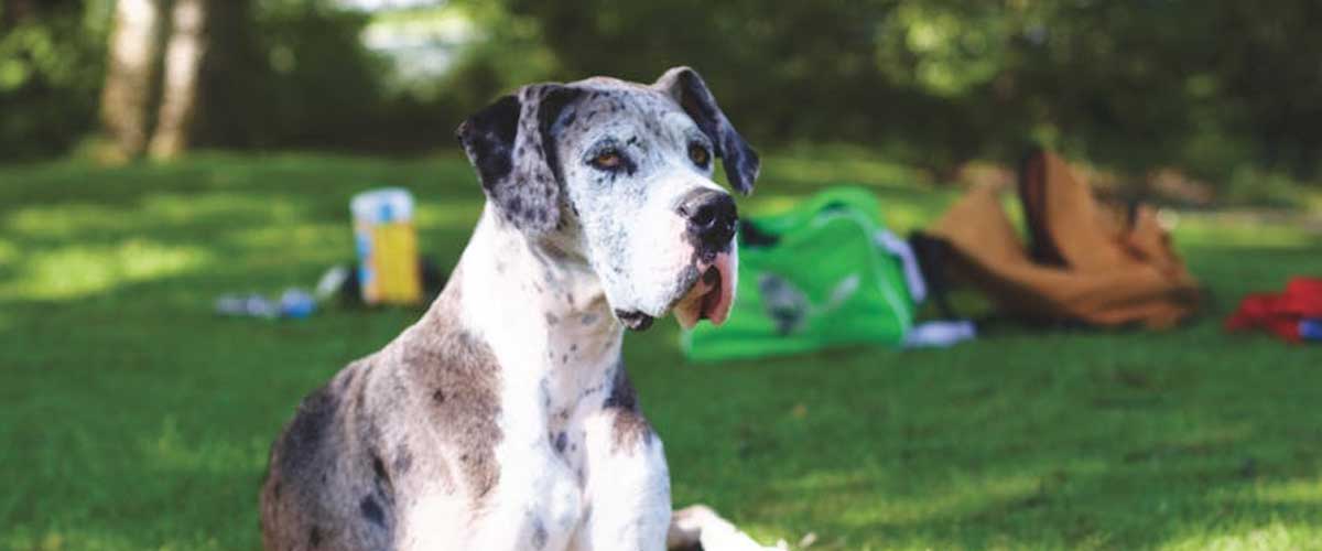 Understanding Natural Dominance in Dogs