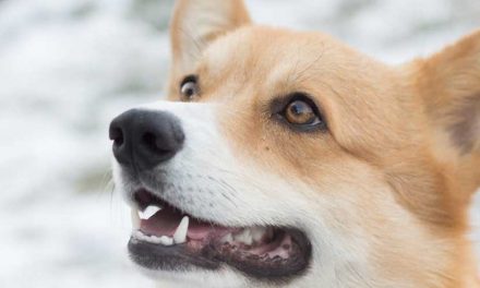 Why You Need to Be Careful When Dominating Your Dog