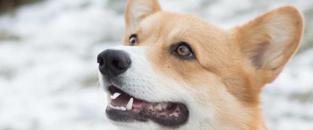 Why You Need to Be Careful When Dominating Your Dog