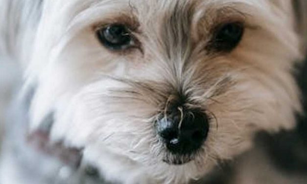 Dog in the Raw: Be Kind, Mindful