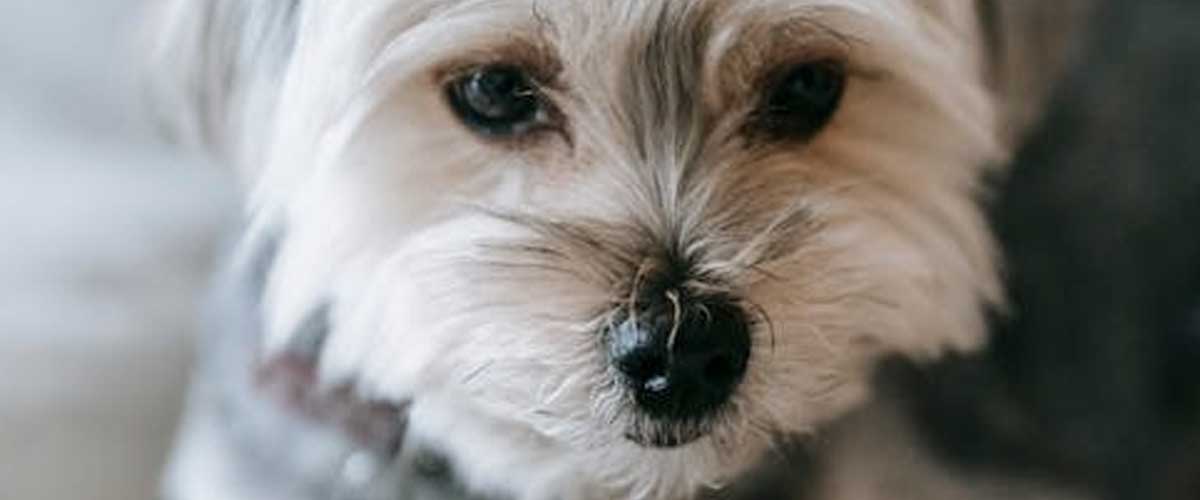 Dog in the Raw: Be Kind, Mindful