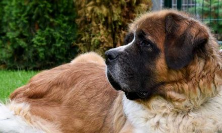 The Importance of Draught Dogs in History and Modern Society