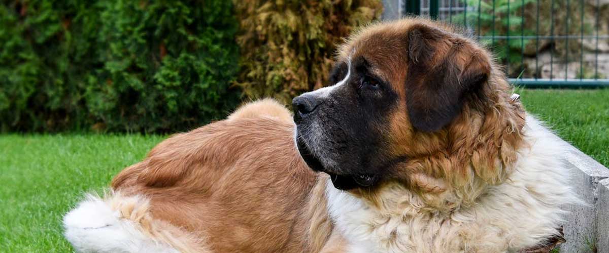 The Importance of Draught Dogs in History and Modern Society