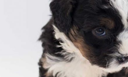 The Early Learning Journey of a Puppy