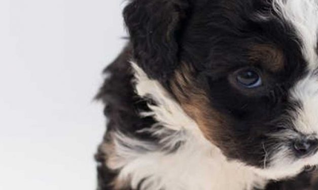 The Early Learning Journey of a Puppy