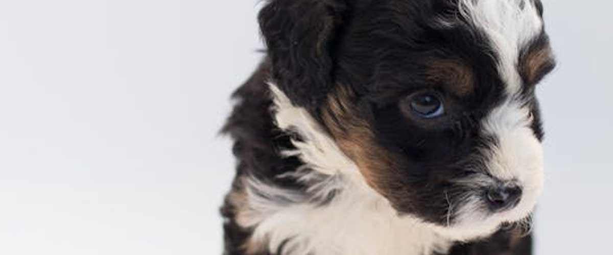 The Early Learning Journey of a Puppy