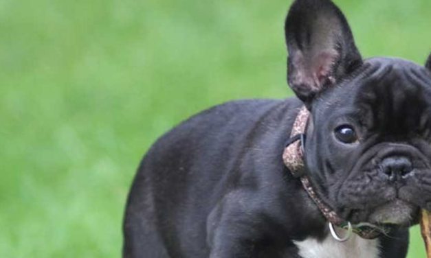 Understanding Elbow Pain in Certain Dog Breeds