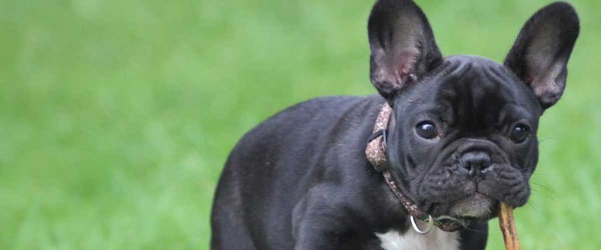 Understanding Elbow Pain in Certain Dog Breeds