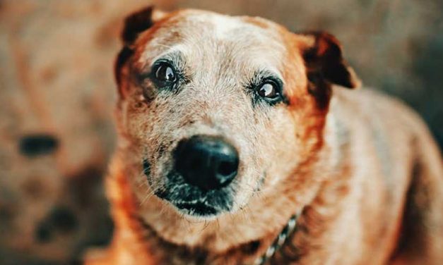 Long-Term Care for an Elderly or Sick Dog