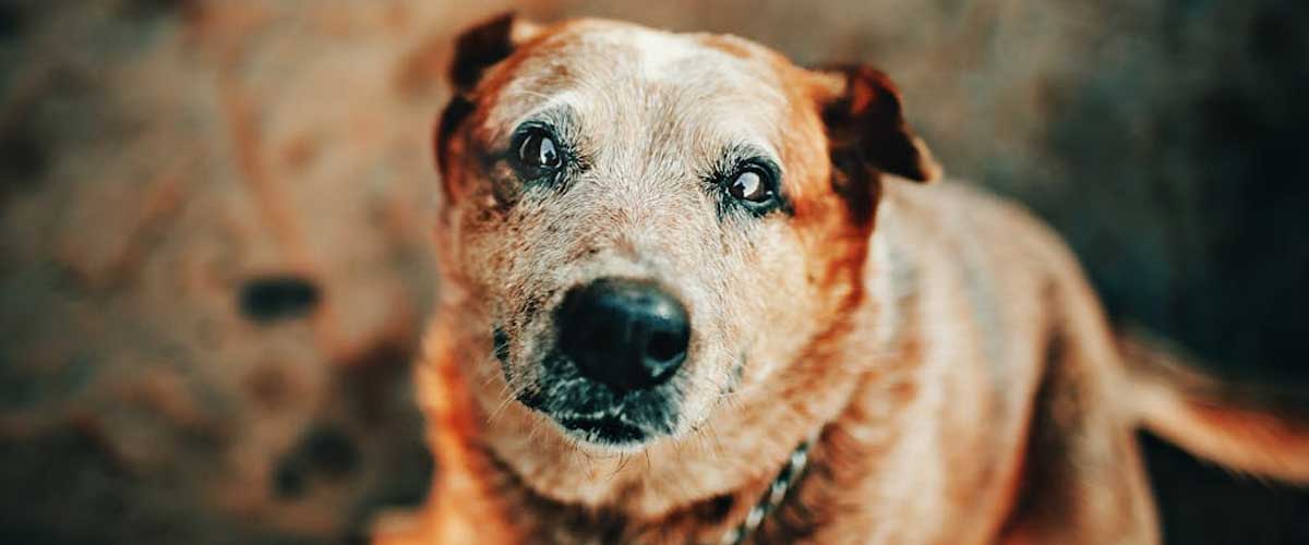 Long-Term Care for an Elderly or Sick Dog