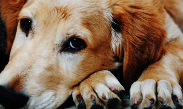 Building a Perfect Emotional Bond with Your Dog