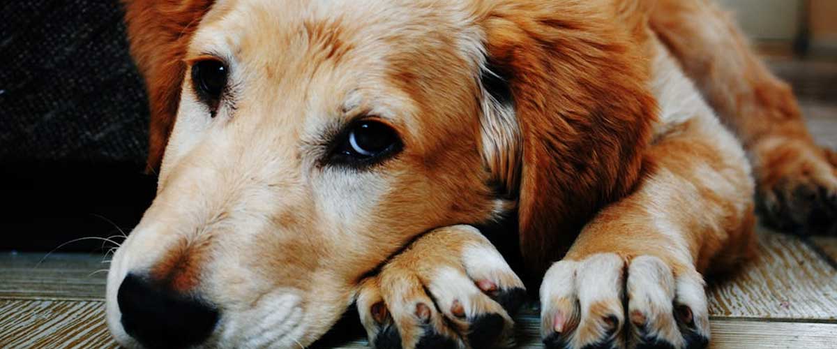 Building a Perfect Emotional Bond with Your Dog
