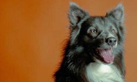 Understanding Ethical Dog Training