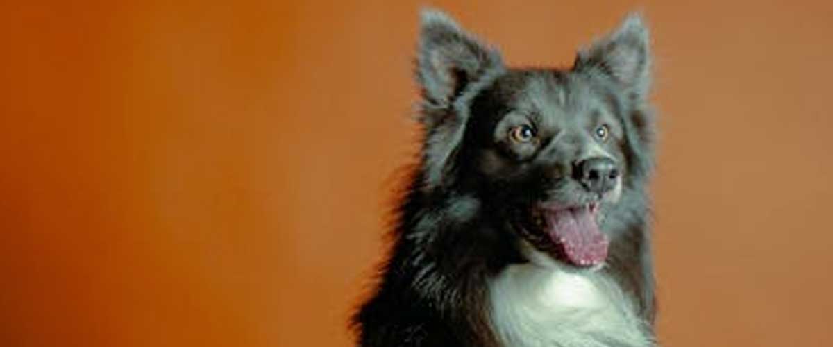 Understanding Ethical Dog Training