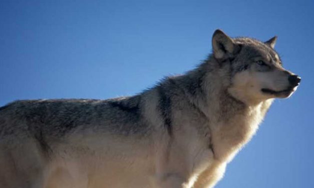 The Evolution of Canine Breeds: A Journey Through Time