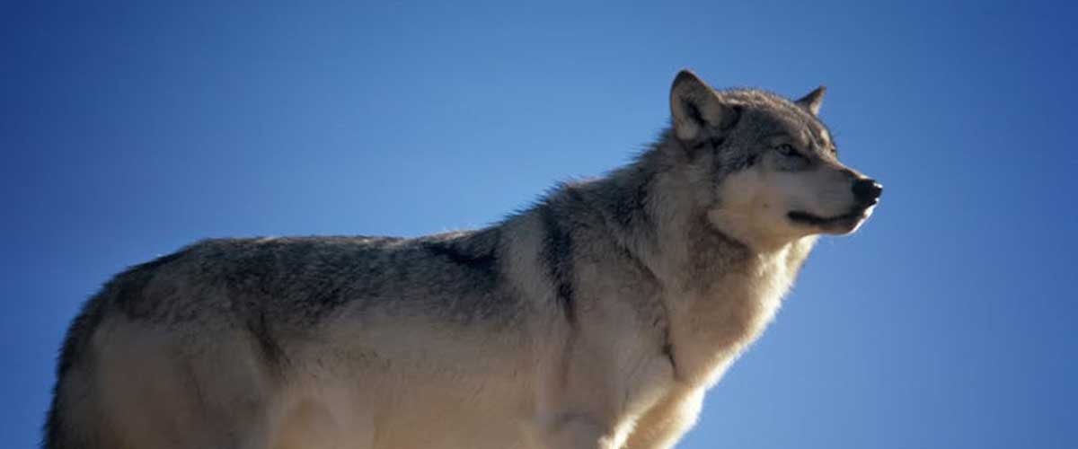The Evolution of Canine Breeds: A Journey Through Time