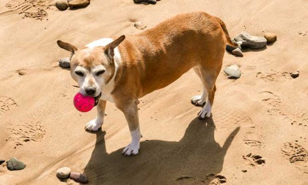 What Are the Best Ways to Exercise Your Dog?