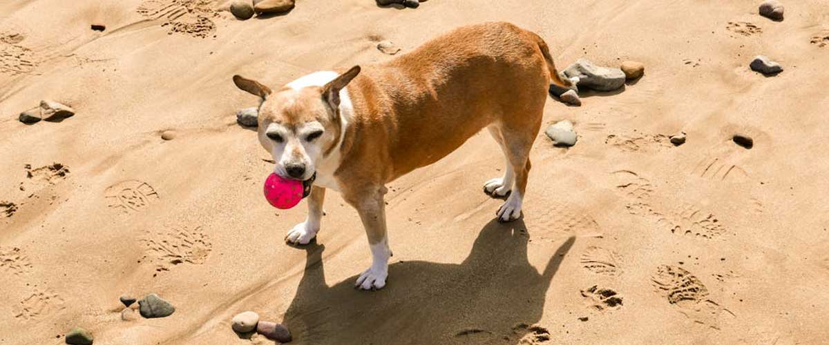 What Are the Best Ways to Exercise Your Dog?