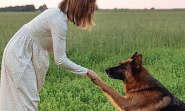 How to Exercise with Your Dog: A Win-Win Solution