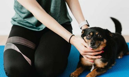 Keeping Your Dog Fit: Indoor Exercise Ideas