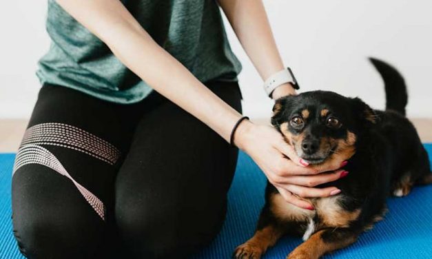 Keeping Your Dog Fit: Indoor Exercise Ideas