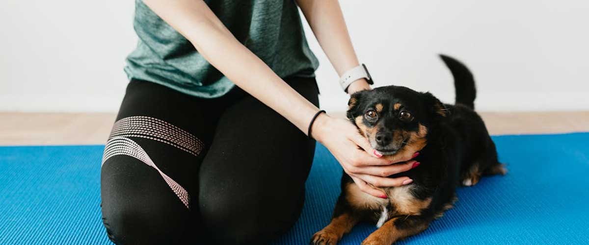 Keeping Your Dog Fit: Indoor Exercise Ideas