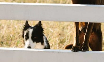 Understanding Farm Dogs: The Silent Partners of Agriculture
