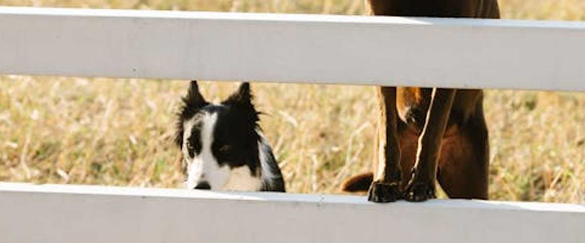 Understanding Farm Dogs: The Silent Partners of Agriculture