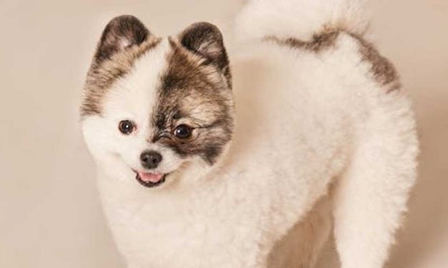 The Canine Instinct: Fight or Flight