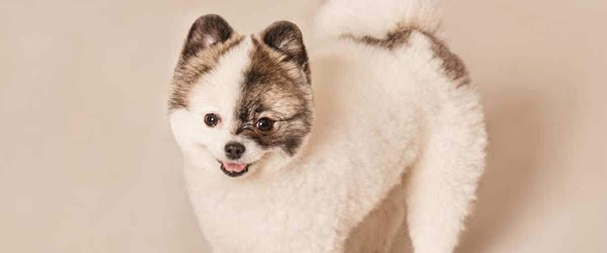 The Canine Instinct: Fight or Flight