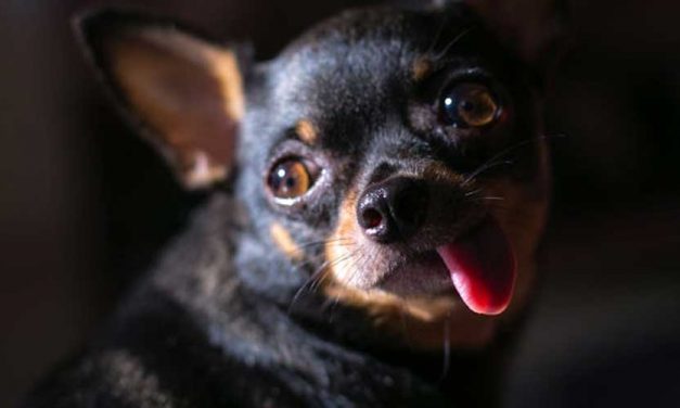 10 Tips on Aiding Your Dog During Fireworks Season