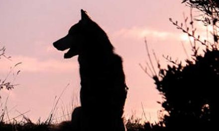 Origins of Domestic Dogs: Mystery of Humanity’s First Companions