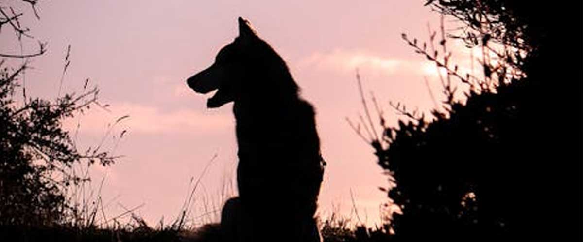 Origins of Domestic Dogs: Mystery of Humanity’s First Companions