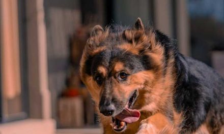 The Exciting World of Flyball: A Passionate Pursuit for Dogs and Their Handlers