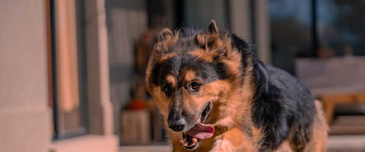 The Exciting World of Flyball: A Passionate Pursuit for Dogs and Their Handlers