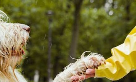 How to Remove Tangles in Your Dog’s Fur: A Comprehensive Guide