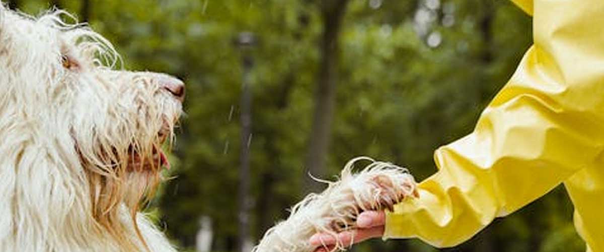 How to Remove Tangles in Your Dog’s Fur: A Comprehensive Guide