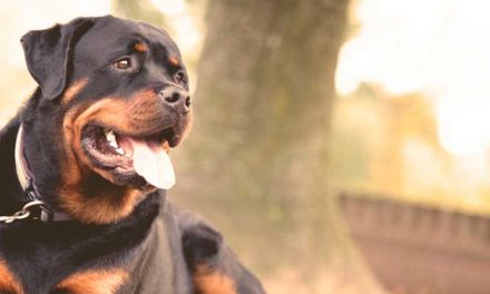 The Importance of Guard Dogs: Protectors and Companions